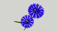 Cornflower