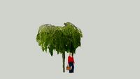 Betula pendula Youngii Brzoza
