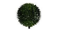 Boxwood