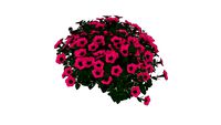 3D Landscape Plant - Petunia hybrid Supertunia Royal Magenta