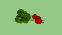 Alimento 08