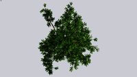 Pinus mugo