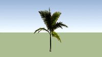 palmeira 3d