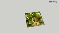 CANTALOUPE FIELD