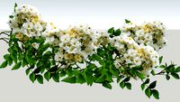 Rosa (Rose) Rambling Rector 3D horizontal