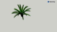 Cycas rumphii