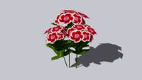 carnation Гвоздика