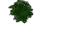 cornus red twig3