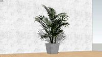 ARECA PALM PLANT