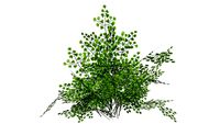 Adiantum raddianum - Avenca