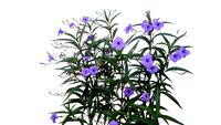 Ruellia simplex - Ruélia azul
