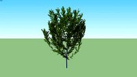 Cherry Prunus serrulata