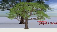 Acacia_Tree