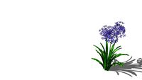 Nile Lily (Agapanthus orientalis)