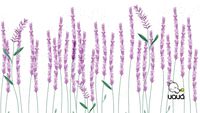 Papel de Parede Lavanda