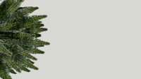 palmera