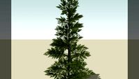 Arbre détaillé 3