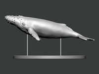 3D Model-ANIMAL Humpback Whale | 3D