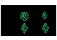 1 size stl beeds | 3D