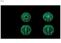 1 size stl beeds | 3D
