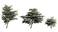 Cornus kousa -Chinese Dogwood - Kousa Dogwood 02