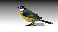 Blue tit
