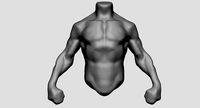 Male Torso v10