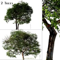 Set of Quercus ilex or Holly oak  Tree - 2 Trees