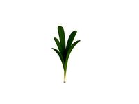Rosemary