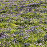 Meadow Lawn Grassland Set 015