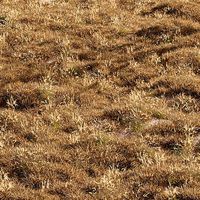 Meadow Lawn Grassland dry and desert meadow set 013