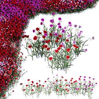 Carnation fringe lily plants
