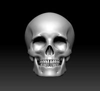skull