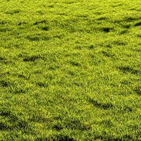 Meadow Lawn Grassland Set 010