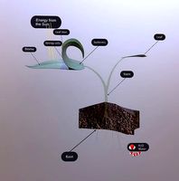 Photosynthesis