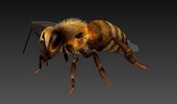honeybee