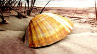 3D-Scanned Seashell