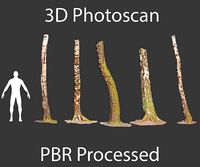PBR 5x Beech Tree Trunk Real Scan Realistic Collection