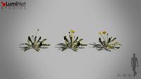 Thistle European foliage 20 of 20 Low-poly 3D model