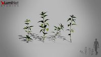 Nettle European foliage 17 of 20 Low-poly 3D model