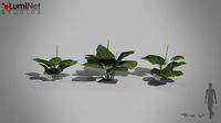 Great Plantain European foliage 14 of 20 Low-poly 3D model