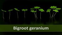 Bigroot geranium - Geranium macrorrhizum