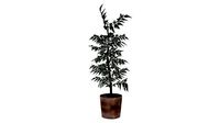 Potted Plant