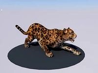 tiger animations