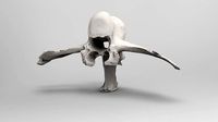 Backbone 2