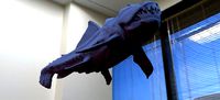 Shark catfish Hybrid Sea monster