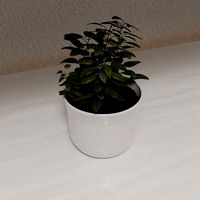 Pot plant