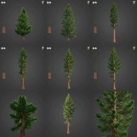2021 PBR Giant Sequoia Collection - Sequoiadendron Giganteum