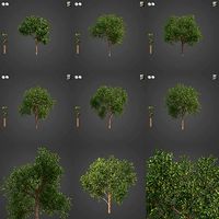 2021 PBR Avocado Tree Collection - Persea Americana