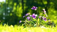 Viola Philippica  VFX Grace